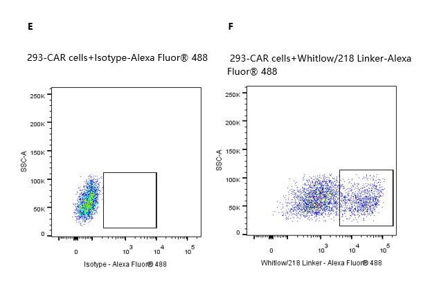 Siglec-2/CD22 His Tag Protein, Human