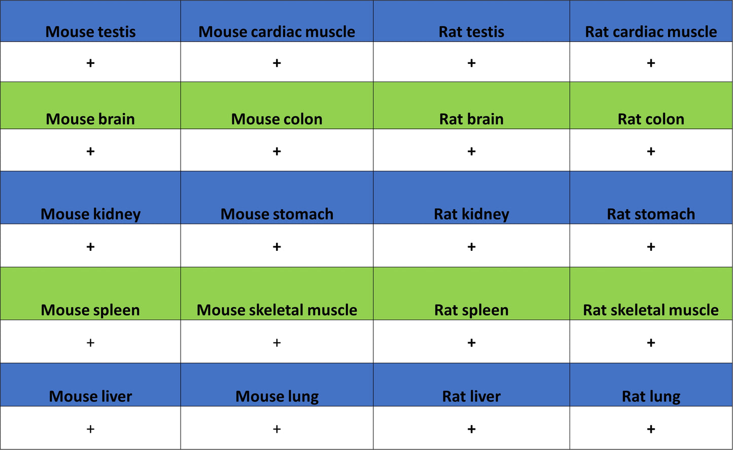 OGDH Mouse mAb
