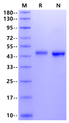 CD209 His Tag Protein, Human