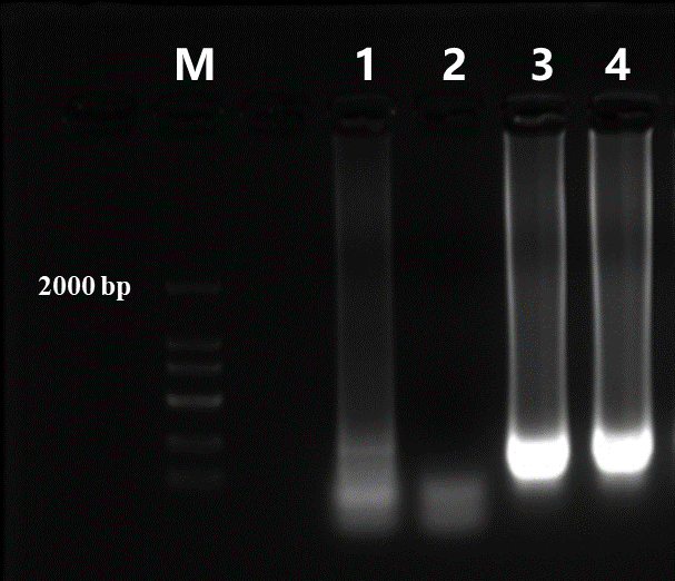 Bst DNA Polymerase, Large fragment