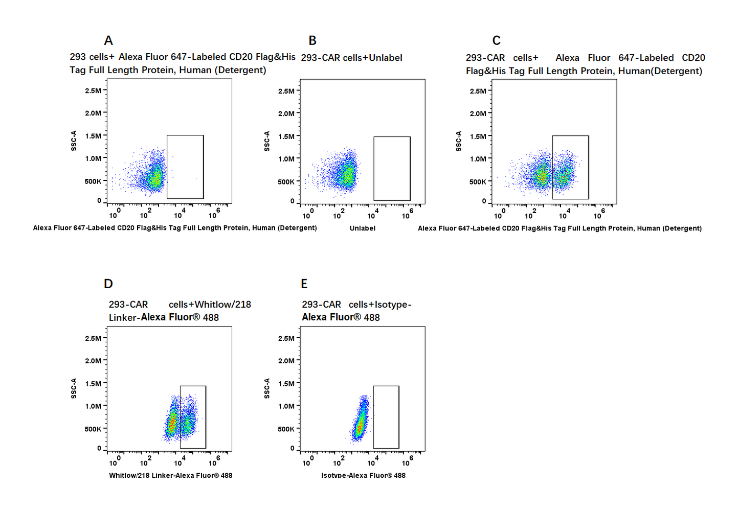 Alexa Fluor 647-Labeled CD20 Flag&His Tag Full Length Protein, Human (Detergent)