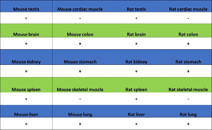CAD/BM1 Recombinant Rabbit mAb (S-1650-21)