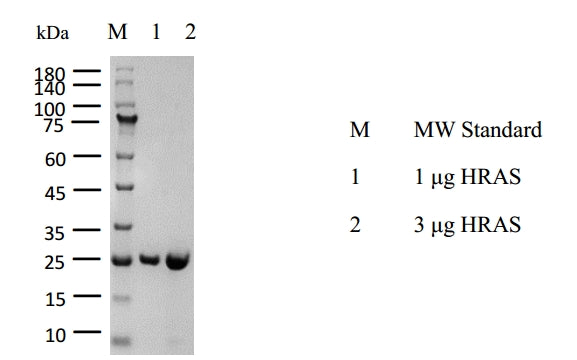 HRAS, Avi&His Tag Protein