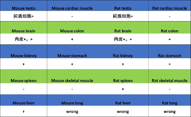 NQO1 Recombinant Rabbit mAb (S-1672-2)