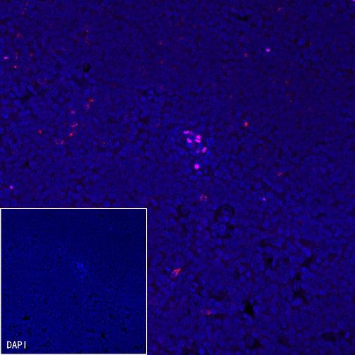 LAG3 Recombinant Rabbit mAb (Alexa Fluor® 594 Conjugate) (SDT-R159)