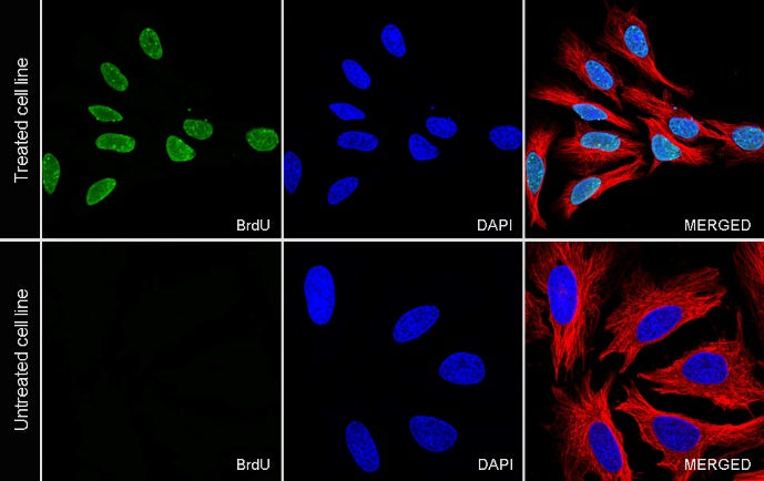 BrdU Recombinant Mouse mAb (FITC Conjugate) (S-R639)