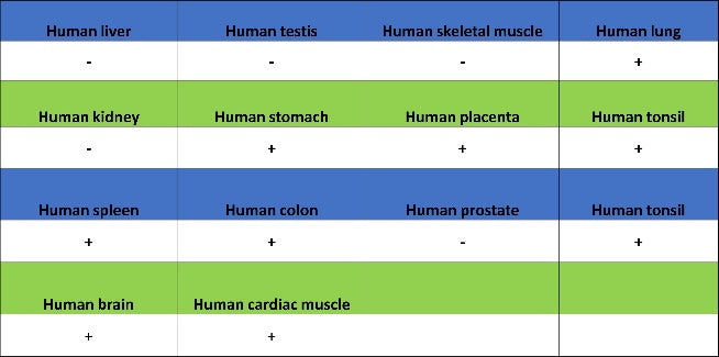 c-IAP2 Recombinant Rabbit mAb (S-3395)