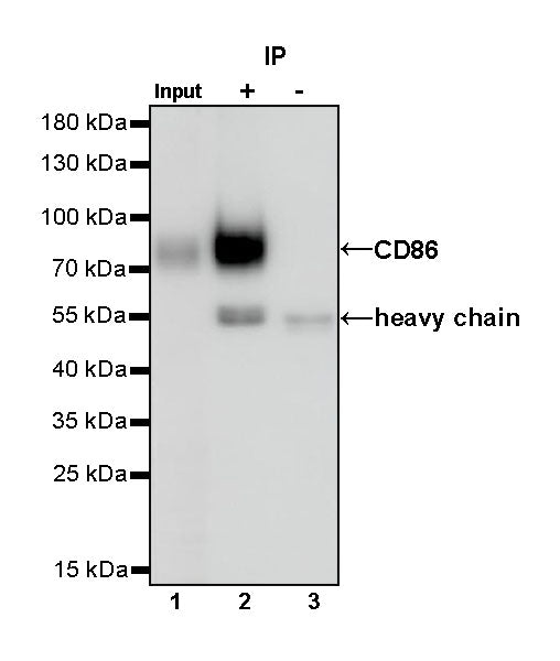 CD86 Recombinant Rabbit mAb (S-990-1)