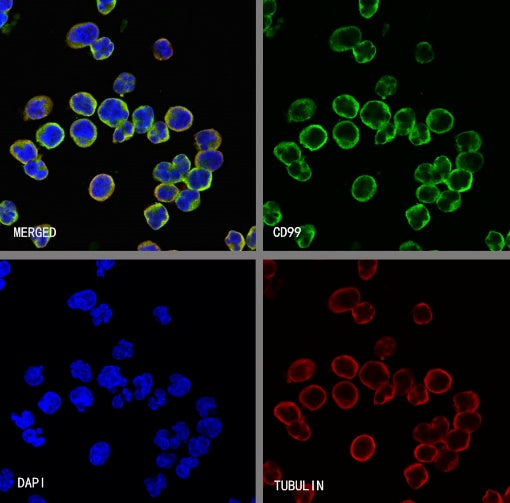 CD99 Mouse mAb (S-2121-45)