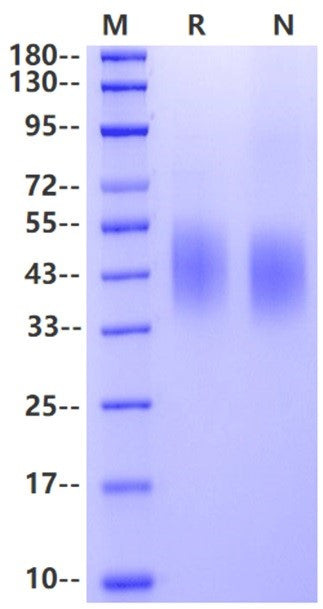 2B4/CD244/SLAMF4 His Tag Protein, Human