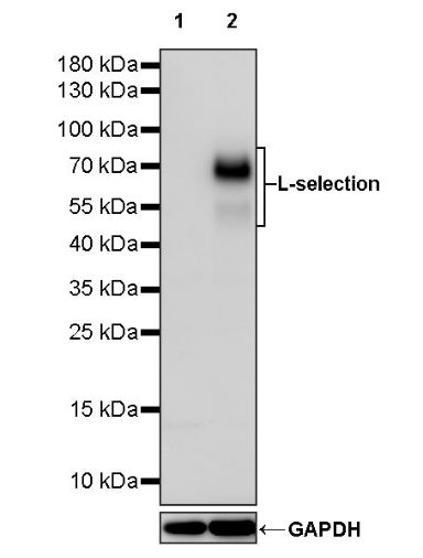 CD62L(L-selectin) Recombinant Rabbit mAb (S-1164-33)