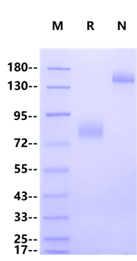 B7-H6/NCR3LG1 Fc Chimera Protein, Human
