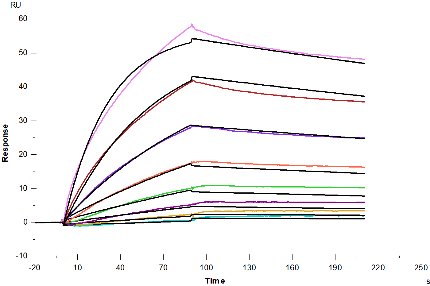 MDL-1 /CLEC5A His Tag Protein, Human