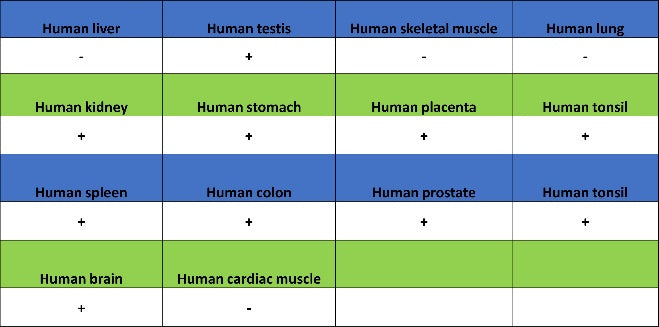 RBM15B Recombinant Rabbit mAb (S-1326-111)