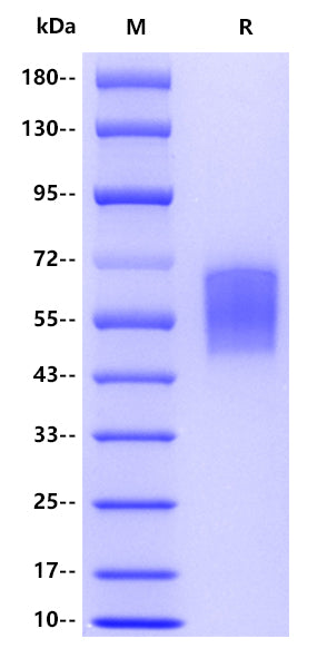 Human CD62L , His tag
