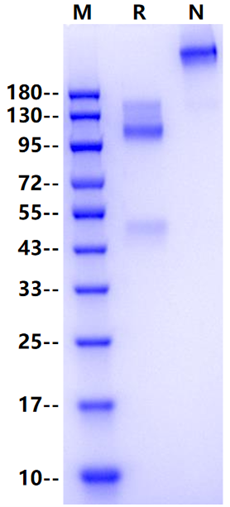 CD221/IGF1R His Tag Protein, Human