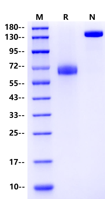 Tissue Factor Fc Chimera Protein, Human