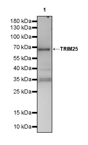 TRIM25 Rabbit Polyclonal Antibody