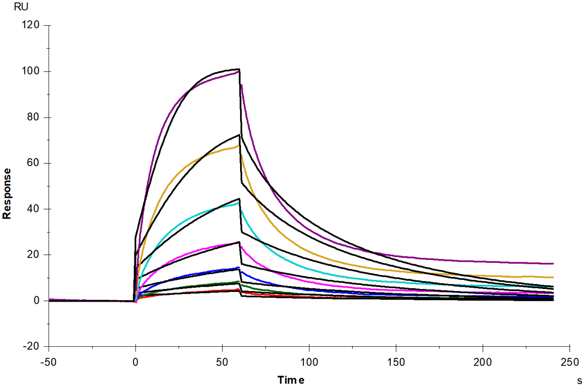 CD2/SRBC Fc Chimera Protein, Cynomolgus