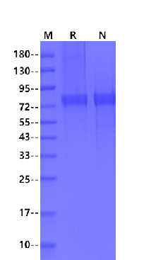 Furin/PCSK3 His Tag protein, Mouse