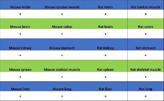 HAT1 Recombinant Rabbit mAb (S-2429-14)
