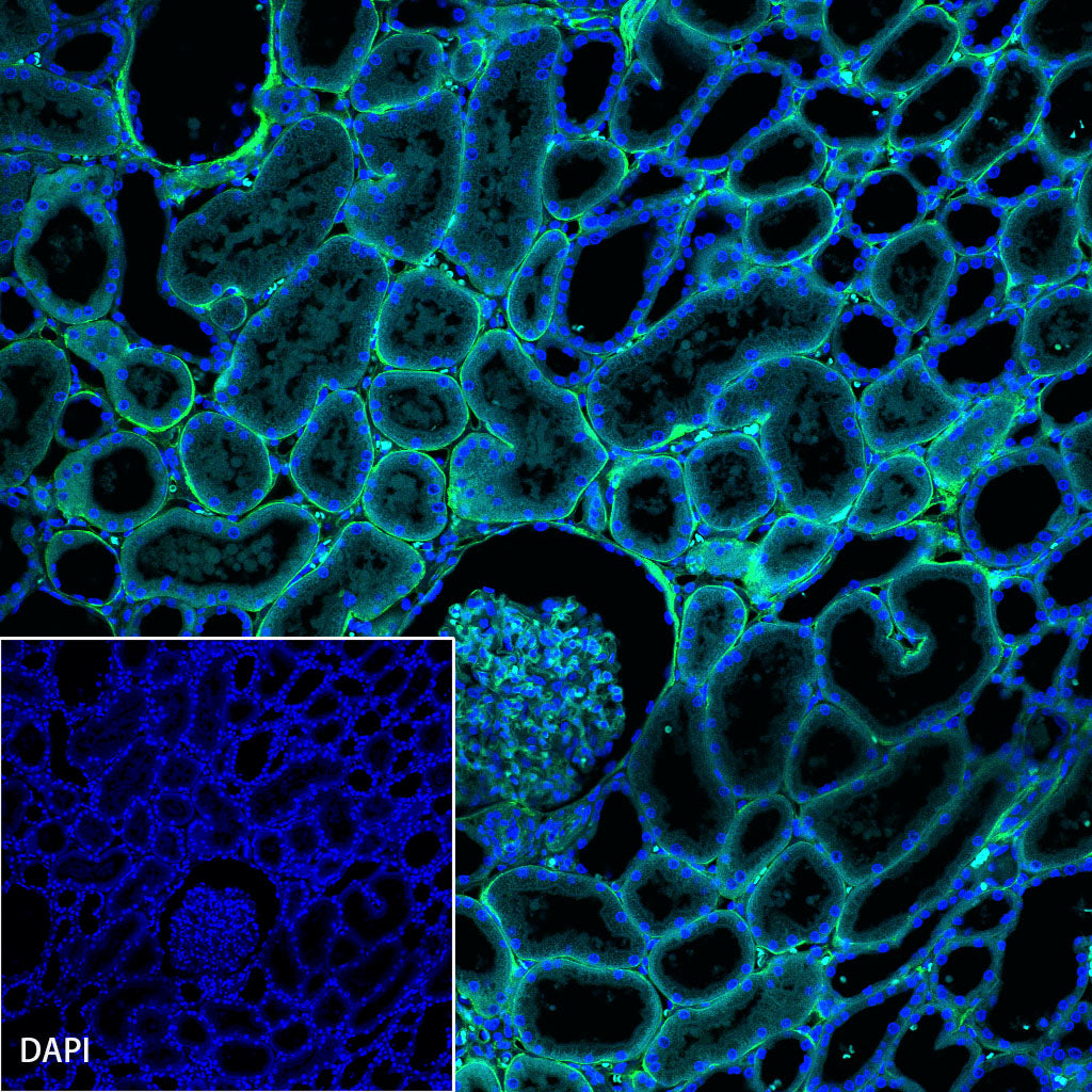 S-RMab® Collagen IV Recombinant Rabbit mAb (SDT-150-49)