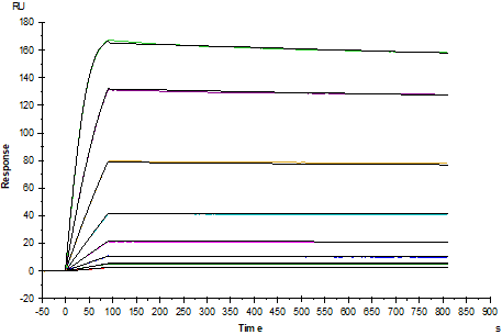 TNFRSF10B/TRAIL R2 Fc Chimera Protein, Human