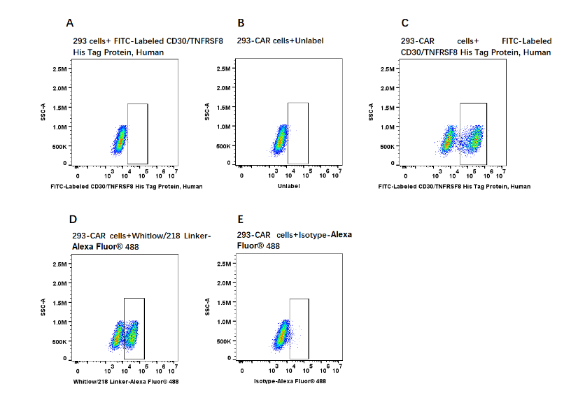 FITC-Labeled CD30/TNFRSF8 His Tag Protein, Human