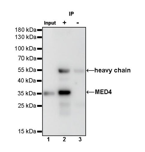 MED4 Recombinant Rabbit mAb (S-R258)