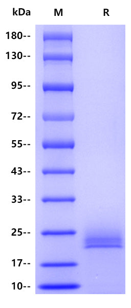 TOXGO SAG2(P22), His tag
