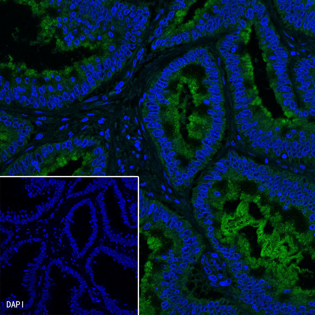 MUC2 Recombinant Rabbit mAb (SDT-345-9)