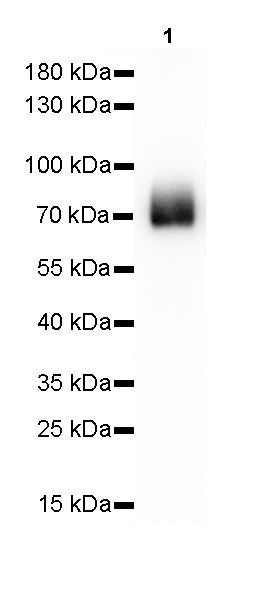 Invivo anti-mouse PD-L1 Recombinant mAb