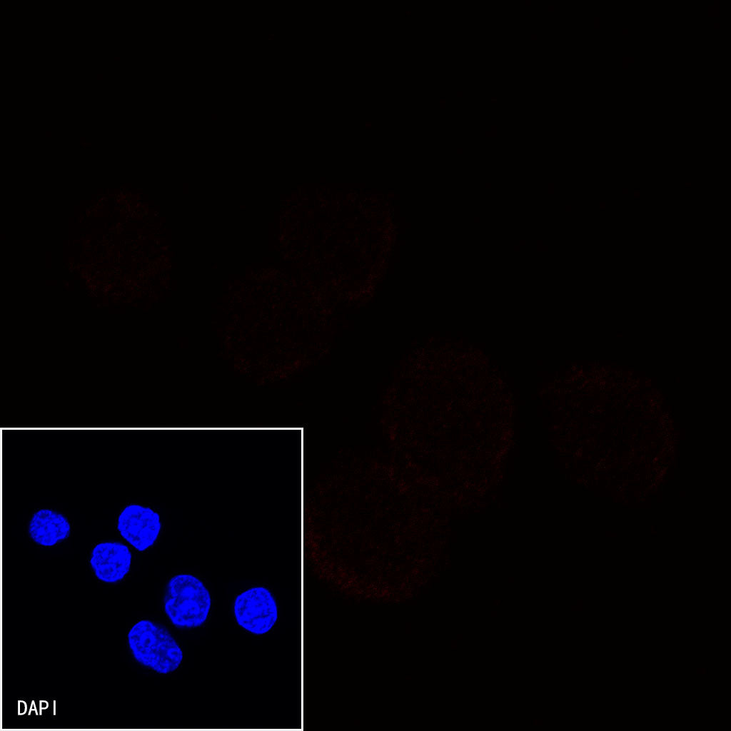 CD3 epsilon Recombinant Rabbit mAb (Alexa Fluor® 555 Conjugate) (S-241-49)