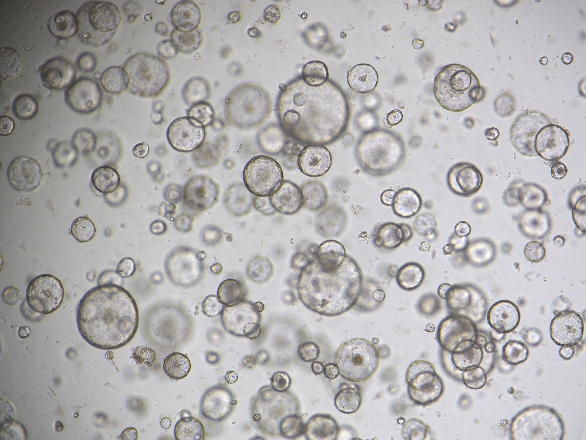 Gastric Organoid Culture Medium, Mouse