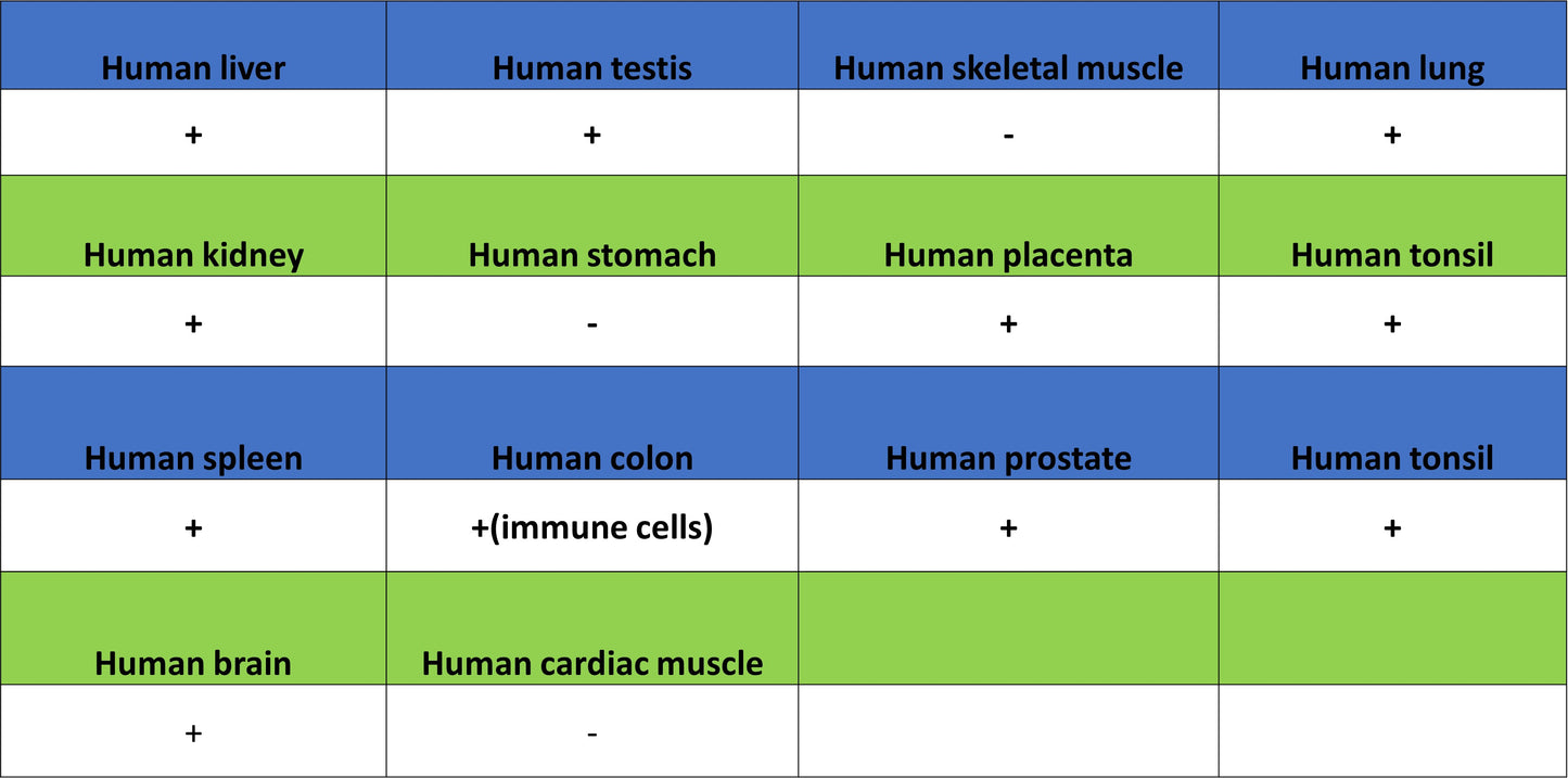 CD64 Recombinant Mouse mAb (S-5504)