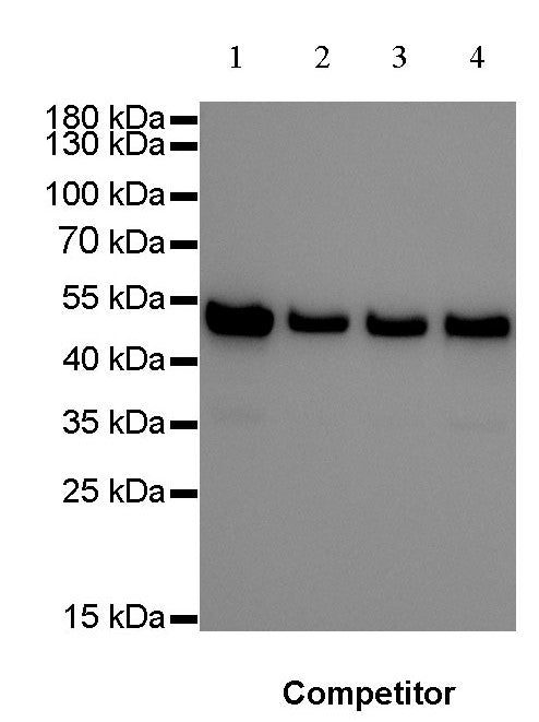 Goat anti-Rabbit IgG(H+L), HRP