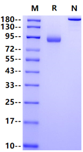 LILRB5/CD85c/LIR8 Fc Chimera Protein, Human