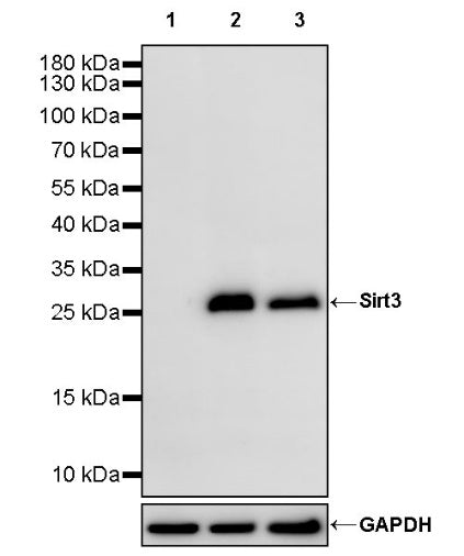 Sirt3 Recombinant Rabbit mAb (S-2005-62)