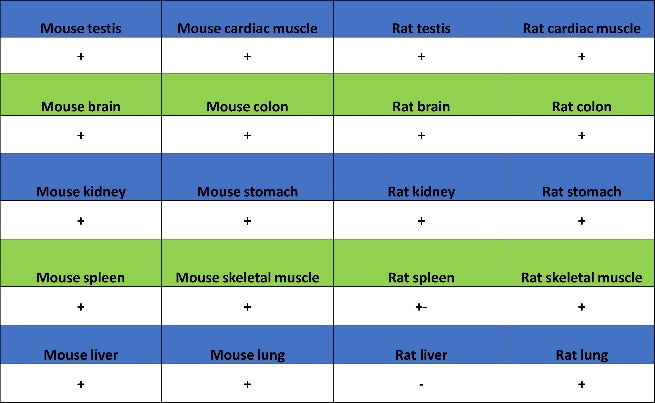 Cortactin Recombinant Rabbit mAb (S-1303-10)