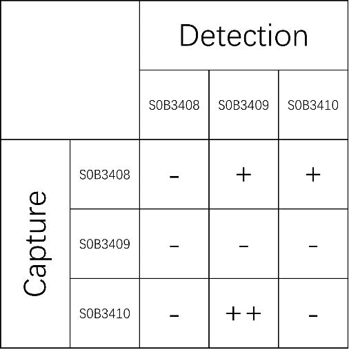 IL-19 Recombinant Rabbit mAb (SDT-355-283)