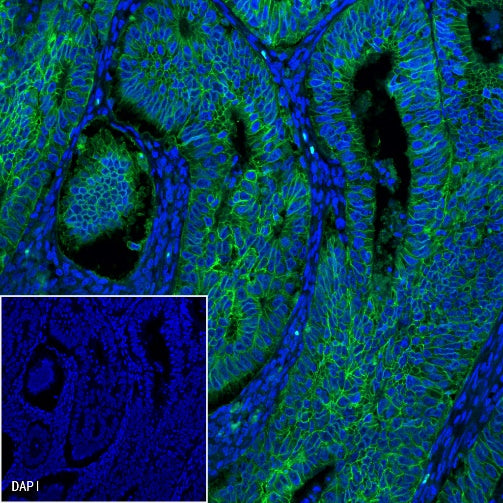 EpCAM Recombinant Rabbit mAb (Alexa Fluor® 488 Conjugate) (S-078-13)