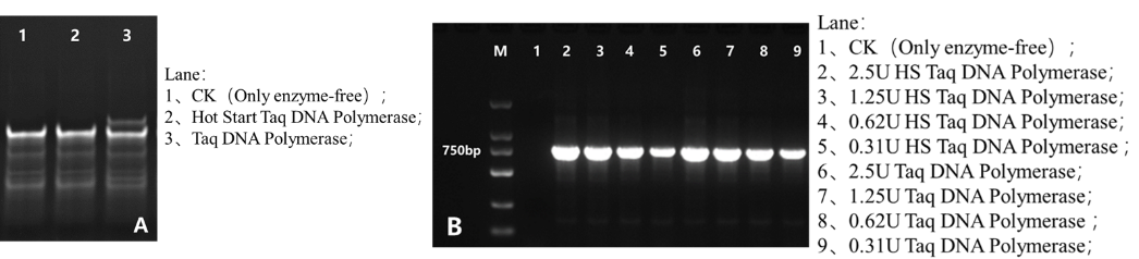 Hot Start Taq DNA Polymerase