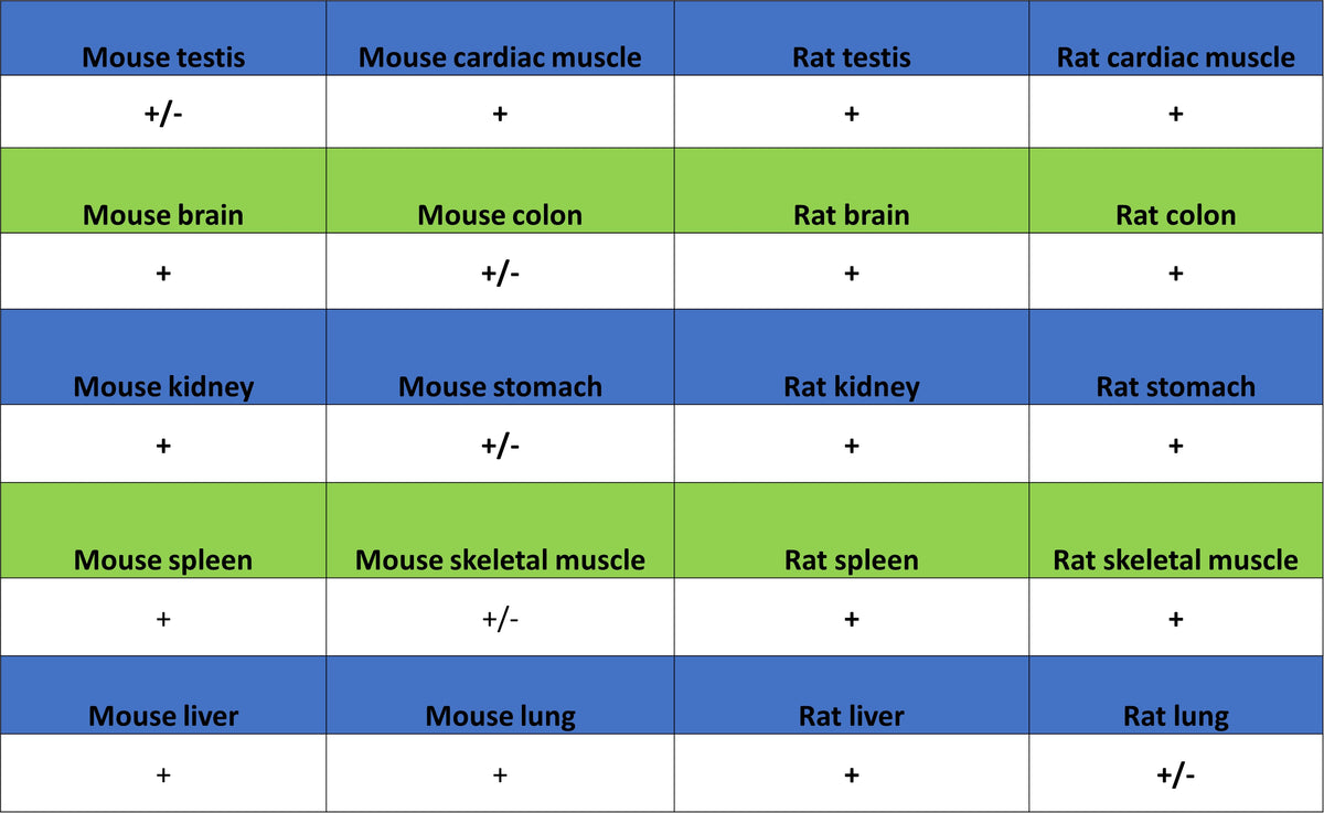 TOM70 Mouse mAb