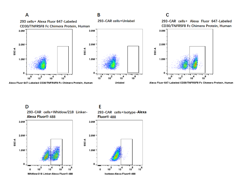 Alexa Fluor 647-Labeled CD30/TNFRSF8 Fc Chimera Protein, Human