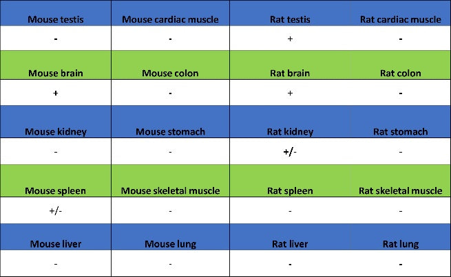 NeuroD2 Recombinant Rabbit mAb (S-3092-64)