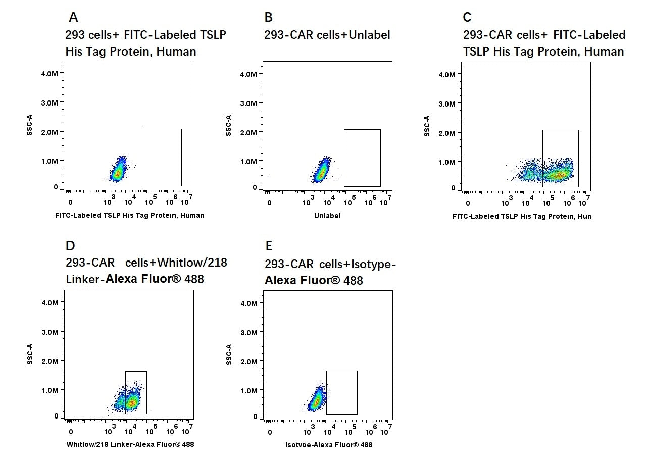 FITC-Labeled TSLP His Tag Protein, Human