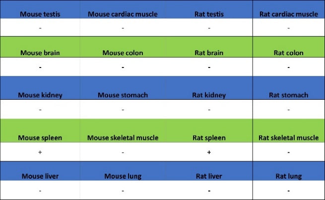 TBR2/Eomes Recombinant Rabbit mAb (SDT-1101-231)