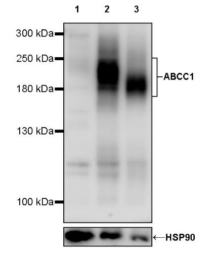 ABCC1 Recombinant Rabbit mAb (S-2254-35)