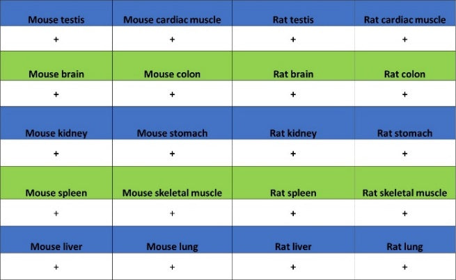 Histone H4 (Lactyl K8) Recombinant Rabbit mAb (S-3243-36)