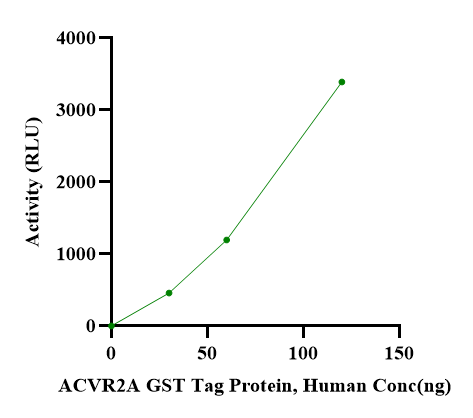 ACVR2A GST Tag Protein, Human